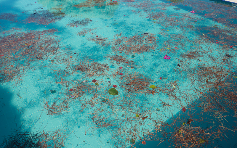 overgrown weeds in swimming pool