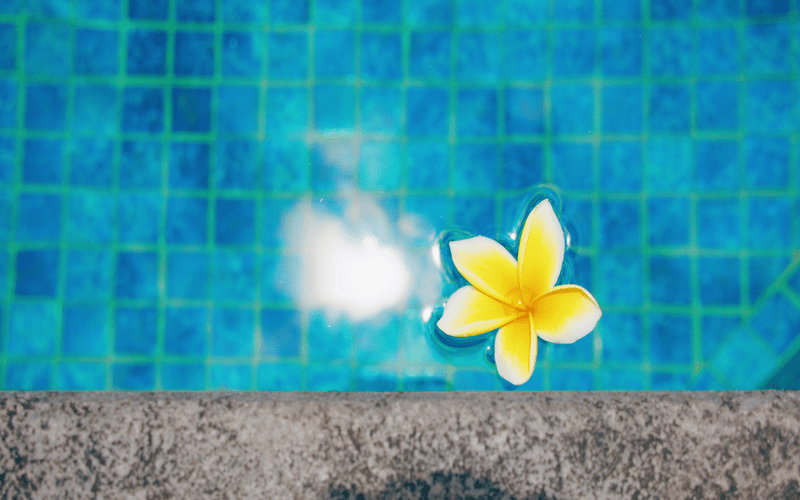 beautiful-white-yellow-flower-in-denton-pool